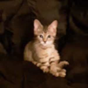 Meet your Posher, Kiley